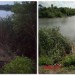 Японский Серп-Коса для борьбы с камышом